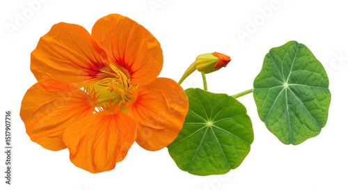 Konstfotografi Isolated Nasturtium Flower