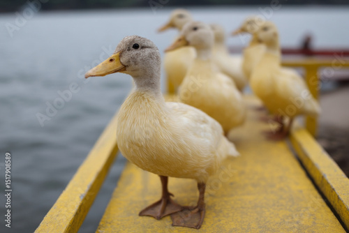 Fluffy duckling quintet poised on rustic yellow dock, exuding whimsy and wanderlust, perfect for World Migratory Bird Day celebrations