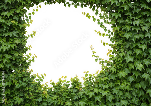 Wallpaper Mural Green ivy frame with hole isolated on transparent background Torontodigital.ca