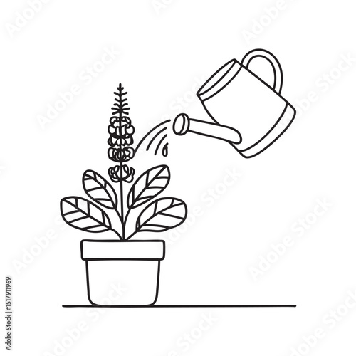 A tulsi plant next to a watering can