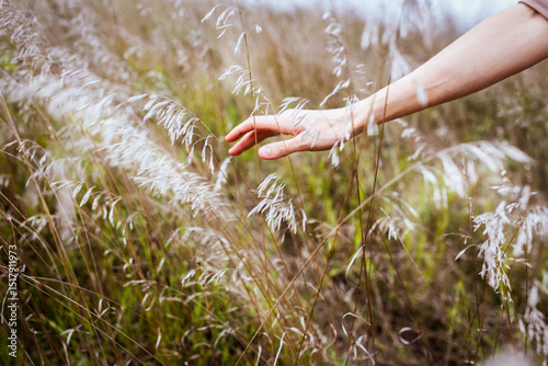 nature,  field, summer, 