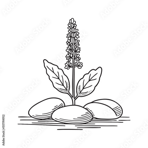 Pebbles spread around a tulsi plant