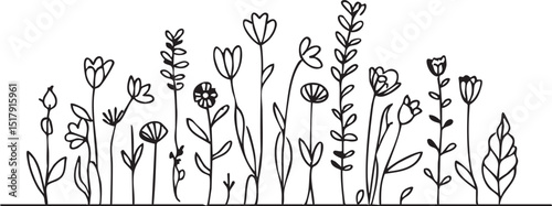 Floral line drawing garden botanical illustration
