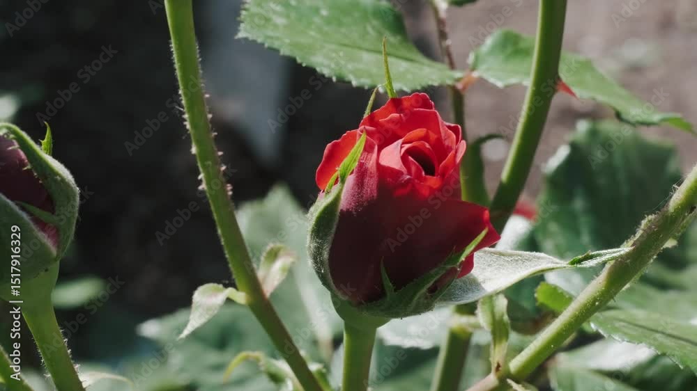 Red Rose Bud Red Rose Bud