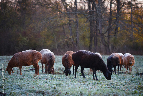 Sheep in the pasture