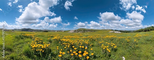 Expansive meadow blanketed in vibrant yellow wildflowers under a vast, partly cloudy sky