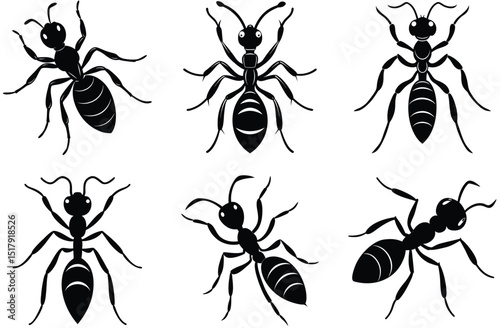collection of insects