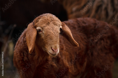 Portrait of a ram
