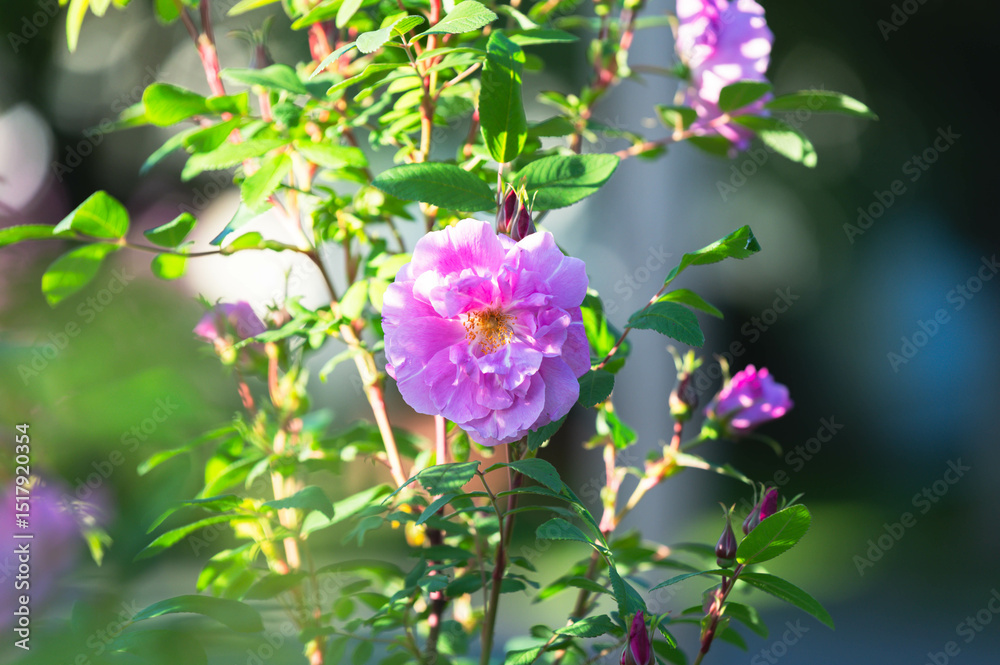 Obraz premium Copy space garden flowers background image, selective focus, bokeh background