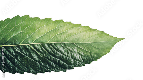 Single vibrant green leaf detail on a transparent background, PNG image, PNG file.