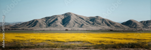 Golden wildflower carpet stretches toward majestic hills, capturing solstice dreams and the mysterious allure of Mountain Day reveries