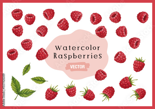 Vector watercolor raspberry / 水彩テイストのラズベリーイラスト