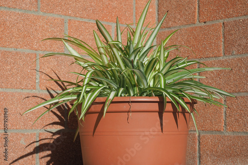 potted spider plant scient. name Chlorophytum comosum