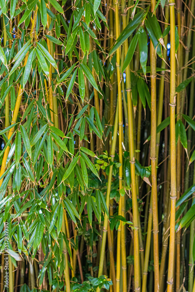 Obraz premium Thin bamboo stems with leaves in a thicket of bamboo park