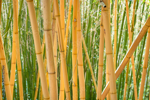 Bamboo forest on a sunny day, bright shot of yellow stems against green shoots
