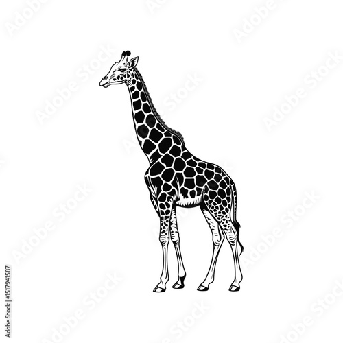 "Hand Drawn Full Body Giraffe Illustration in Black and White Isolated on White Background"