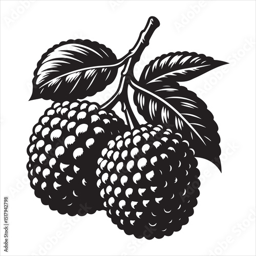 fresh litchi fruit vector silhouette, vector black color silhouette, isolated white background 