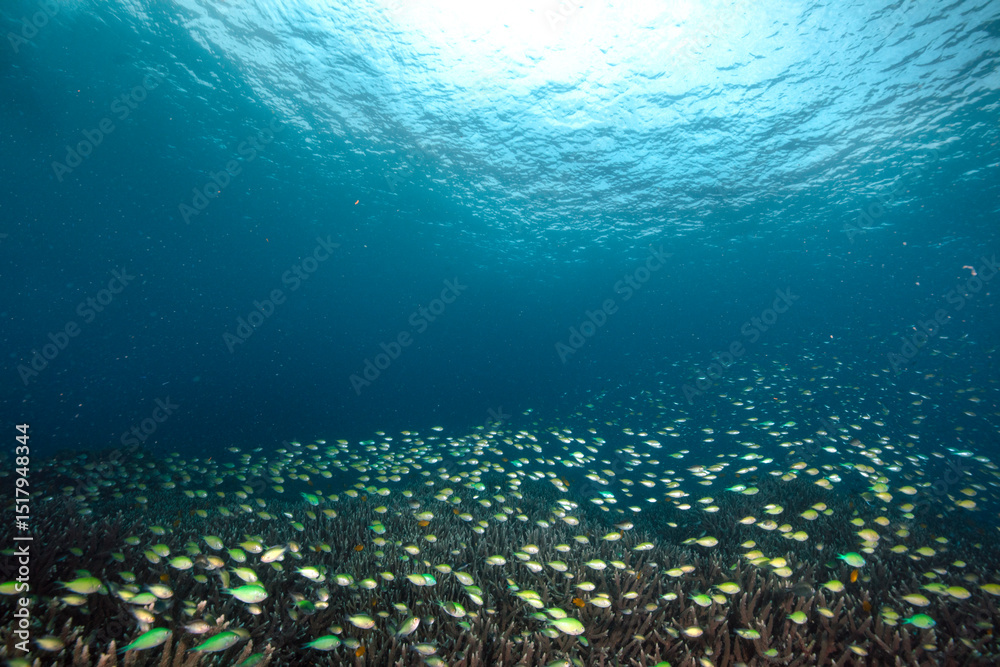Obraz premium Diving in the incredibly wondrous underwater world of West Papua. West Papua diving is breathtakingly spectacular, and truly unforgettable