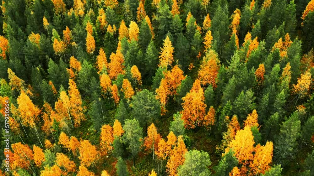 Aerial view of beautiful colorful fall. Scenic autumn foliage in vibrant yellow, orange and red leaves on top of trees. Cinematic drone flight above fall forrest in Finland