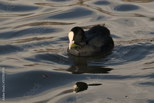 Eurasia coot swimming, with reflection in blue rippling water - Fulica atra 