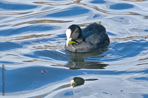 Eurasia coot swimming, with reflection in blue rippling water - Fulica atra 
