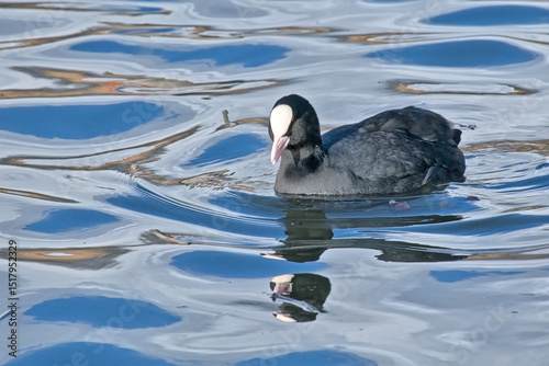 Eurasia coot swimming, with reflection in blue rippling water - Fulica atra 