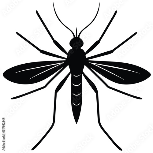 mosquito bug white backdrop