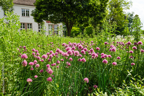 Blühender Schnittlauch auf einer Wiese im Hintergrund befinden sich ein Haus und ein Baum photo
