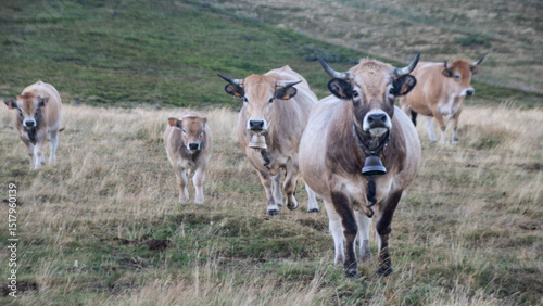 vaches Aubrac laitières dans un champ en été photo