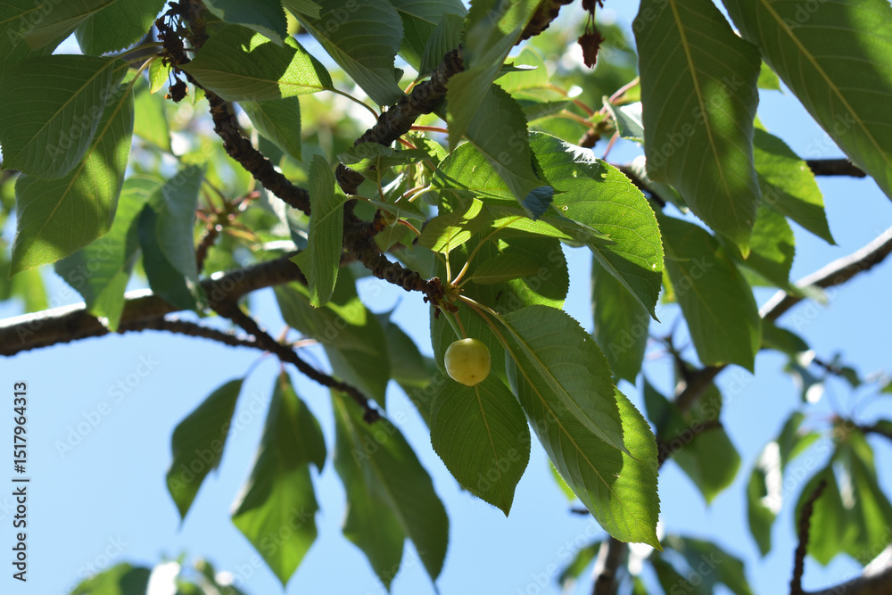 Fototapeta premium Green ripening cherry berries on tree branches. Tasty and healthy summer berries. Unripe green cherries ripen on a tree in spring and summer. Cherry tree in a private garden in Italy.
