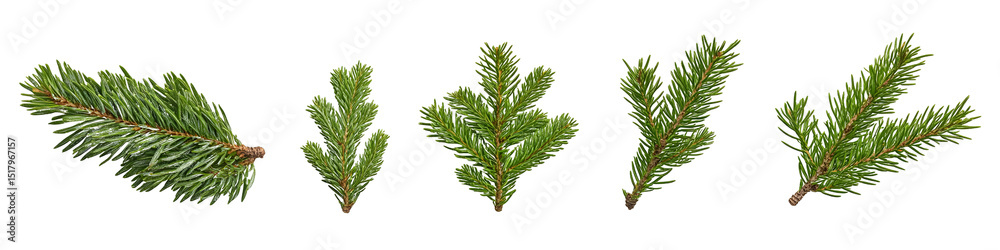 Obraz premium Detailed close-up of five evergreen tree branches isolated against a stark black backdrop