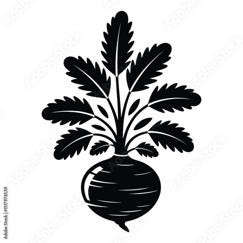 Arracacha Silhouette, Vector, Illustration, Icon, Logo, White Background.