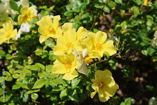 Fototapeta Naklejka Na Ścianę i Meble -  yellow flowers in the garden