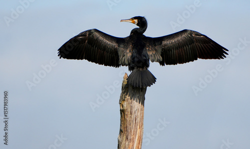 Great Cormorant (Phalacrocorax carbo) drying wings on a tree stump