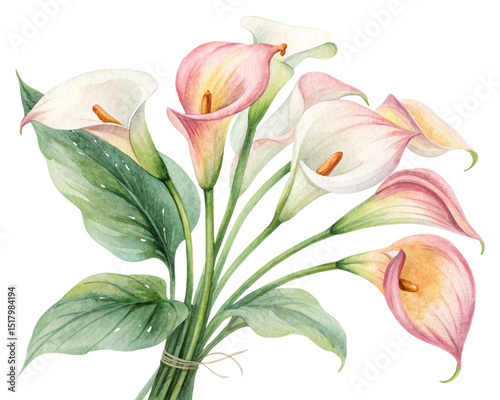 Watercolor illustration flowers on pure white background	
