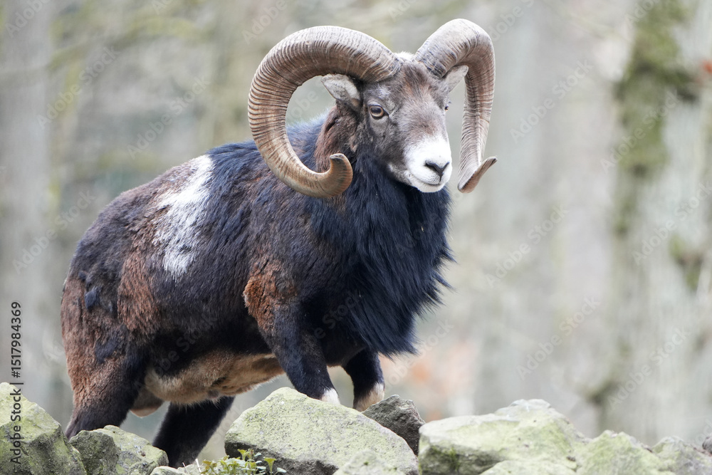 European Mouflon (Ovis aries musimon) with large horns standing on rocks