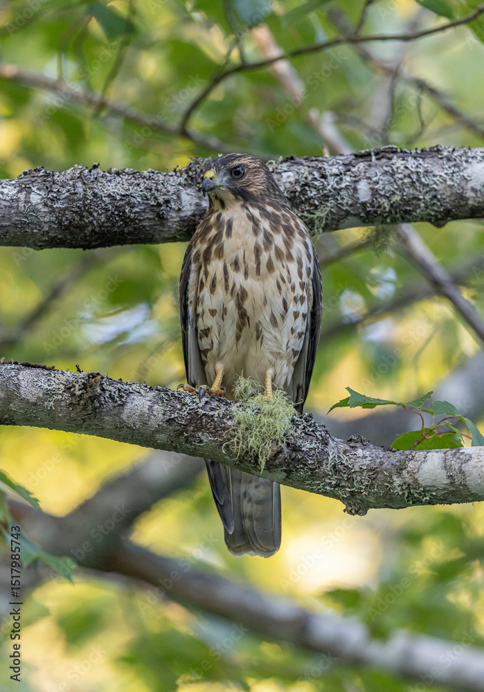 Obraz premium Broad-winged hawk