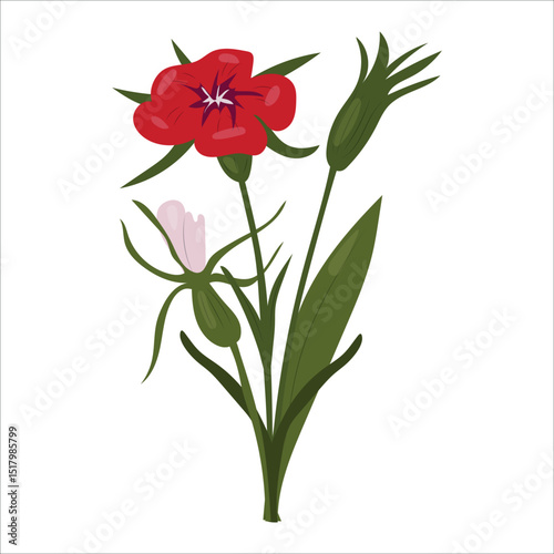 Cute red wildflower with a stem, button and leaves isolated on a white background. Vector illustration for design, postcard and label