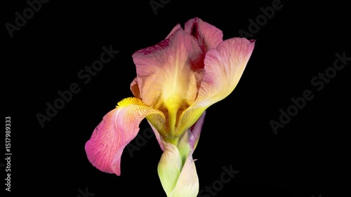 Iris Blossoms. Blooming Red Yellow Iris Flower on Black Background. Time Lapse. 4K.