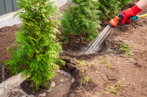 Slika na platnu A gardener is watering newly planted evergreen trees to encourage strong root growth
