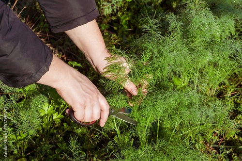Hands carefully harvest fresh, fragrant dill from a lush herb garden using scissors.