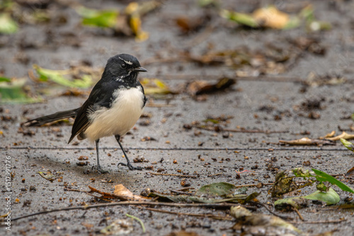 A Willie Wagtail on a footpath