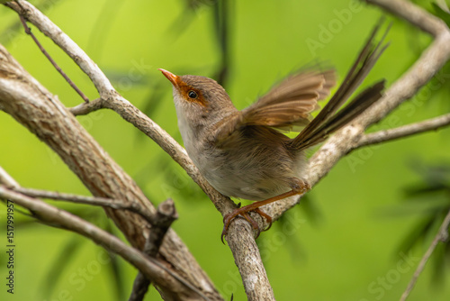 A female Superb Fairywren perched