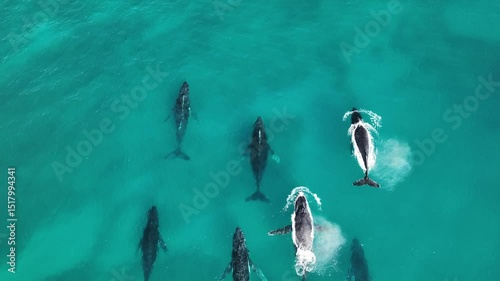 Aerial Drone Shot of Whale Pod off Ningaloo Reef, Western Australia