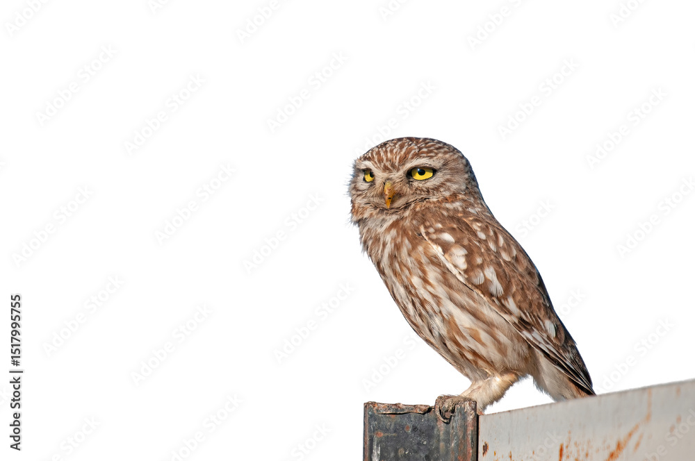Fototapeta premium A cute owl perched on a metal signboard, watching its surroundings against a transparent background. Little Owl, Athene noctua. 