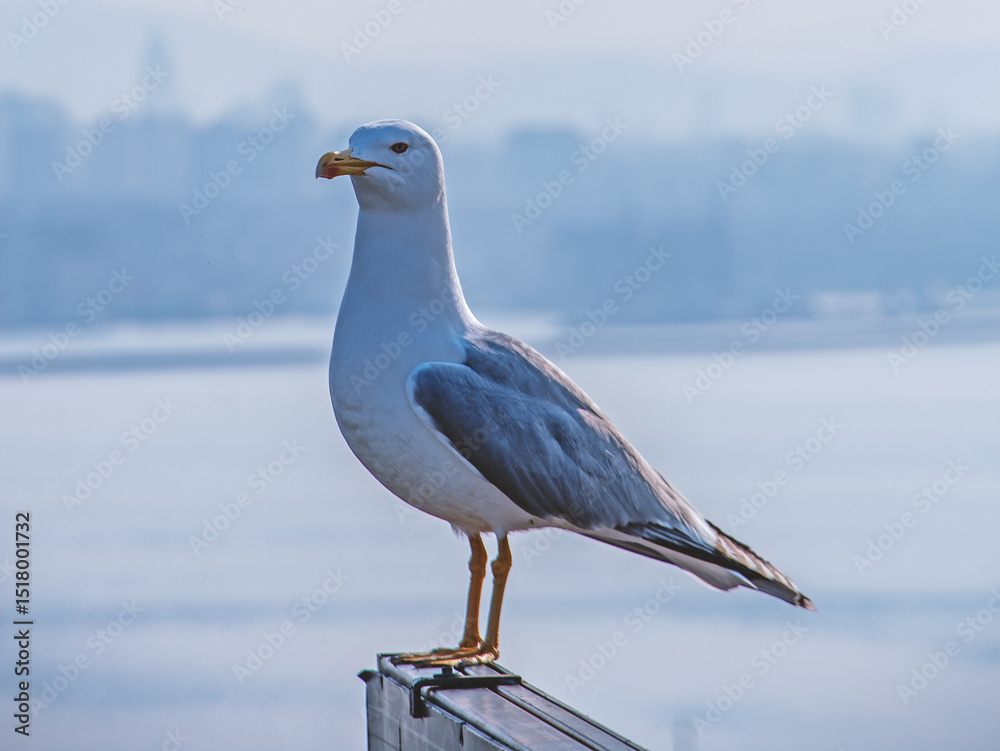 Obraz premium Majestic Seagull: A Coastal Bird in Serenity - Stunning Avian Photography