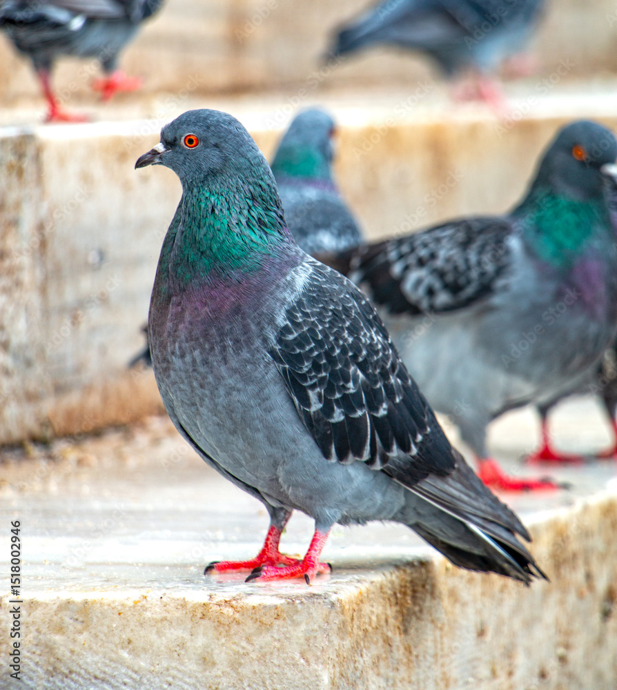 Obraz premium Vibrant Rock Pigeon Close-Up: Detailed Feather Texture and Striking Colors