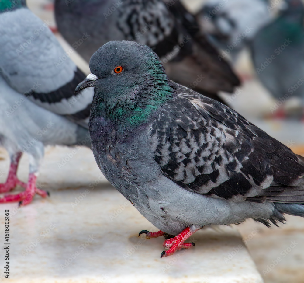 Obraz premium Close-Up of a City Pigeon: Detailed Feather Texture and Vibrant Colors