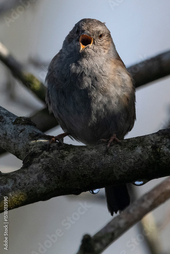 Dunnock singing loudly from perch on branch
