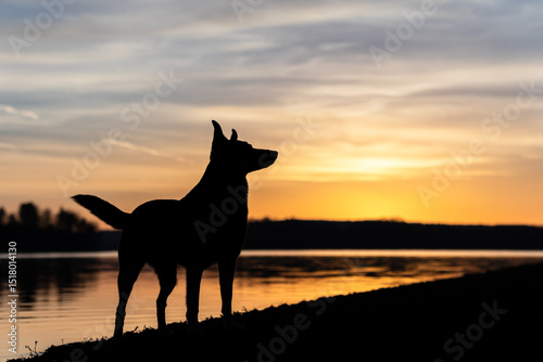 Dog stands relaxed in the sunrise by the lake / Dog silhouette